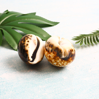 Coque de cauris de tigre naturel de haute qualité, cauris blanc
