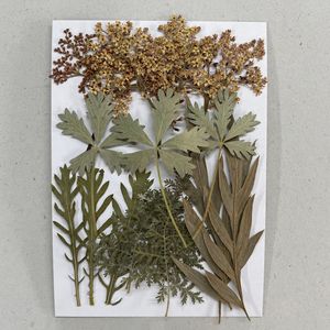 Kit de 15 feuilles <span class=keywords><strong>séchées</strong></span> pressées mixtes pour la création de marque-pages et la décoration de livres, projets scolaires - Product Image 3