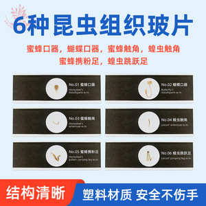 <b>Plastic</b> biological specimen <b>slides</b>, butterfly mouthparts, glass-like quality, with Chinese and English labels for biological - Product Image 4