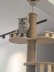 Benzersiz Tasarımlı Ahşap Sisal Tırmalama Direkleri Geniş Platformlu Uzun Kedi Tırmanma Ağacı İç Mekan Çoklu Kediler İçin Kedi Kulesi - Product Image 5