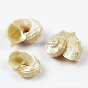 Bricolage Coquille De Crabe Ermite En Gros Matières Premières Ornements Artisanat Coquilles Conches Escargot De Mer Conchas Caracolas Marinas - Product Image 1