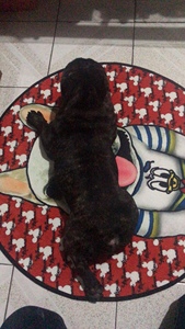 Alfombrilla para cama de dibujos animados de <span class=keywords><strong>perro</strong></span>, almohadas encantadoras para dormir de <span class=keywords><strong>cachorro</strong></span> para perros pequeños y grandes, novedad - Product Image 6