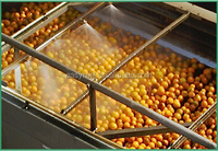 Klasse Kwaliteit Oranje Citroensap Plantaardige Etherische Olie Extractie Machine Productielijn Citrus Verwerking Machines