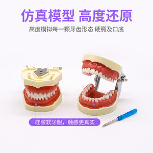Modèle anatomique d'éducation bucco-dentaire, modèle de gencive souple détachable pour la pratique de la préparation dentaire, modèle dentaire - Product Image 1