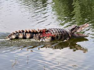 Nuevo realista Animatronic Control remoto natación <span class=keywords><strong>Robot</strong></span> <span class=keywords><strong>cocodrilo</strong></span> - Product Image 4