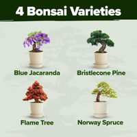 Kit personnalisé de luxe en céramique bonsaï naturel pour arbre kit pot plante jardinage coffret cadeau pour dame