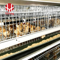 Système de cages automatiques pour poulettes à 3, 4 ou 5 niveaux en fil d'acier galvanisé pour l'élevage de 128 à 330 oiseaux en ferme avicole commerciale