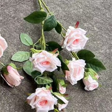 Poudre de Champagne Rose Anglaise 8 Têtes