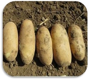 批发新鲜中国土豆和水果蔬菜小吃 - Product Image 2