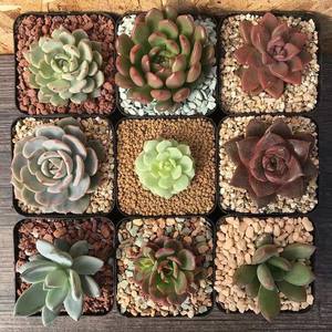 Véritable Nikko Line <span class=keywords><strong>Akadama</strong></span> pour la plantation de bonsaïs et d'orchidées, <span class=keywords><strong>Substrat</strong></span> d'habitat pour les reptiles, sac de 14L - Product Image 4