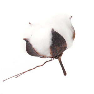 Hot Sale Natural <strong>Cotton</strong> Boll Stalk Single <strong>Stem</strong> Bulk Natural <strong>Cotton</strong> Branch Natural Dried Flowers for Home Decor - Product Image 5