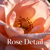 Bourgeons et pétales de rose séchés Rosa Rugosa – Matière première pour thé floral, pâtisserie, dessert, arôme alimentaire et production de parfum