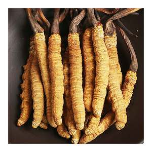 Qualidade Superior <span class=keywords><strong>Cordyceps</strong></span> <span class=keywords><strong>Sinensis</strong></span> Pó Cápsula Tablet por Paecilomyces Hepiali Extrato - Product Image 4