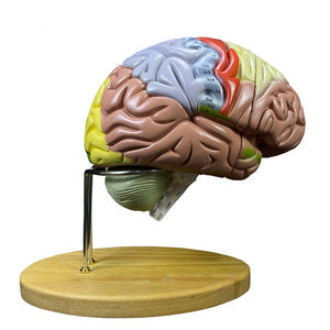 2025 Élargissement en ligne Modèle de cerveau humain en 4 parties pour l'enseignement et l'étude des <span class=keywords><strong>neurosciences</strong></span> - Product Image 2