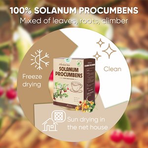 OEM ODM Marque NMPT Thé aux herbes de Solanum Procumbens Séché Premium 2g Boisson Santé avec 40 Sachets de Thé du Vietnam Durée de Conservation de 2 Ans - Product Image 6