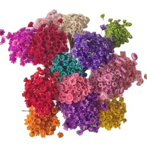 Proveedor Mayorista de Yunnan, Flores Secas Naturales Brasileñas, Mini Margaritas Secas para Manualidades, Personalizadas para el Día de la Madre, San Valentín, Pascua, Floristería - Product Image 1