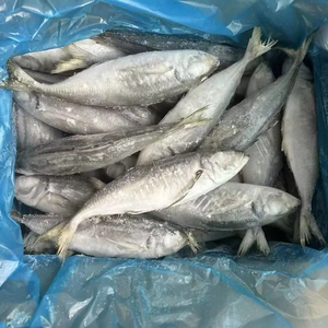 Peixe Cavala Congelado de Alta Qualidade - Mais Vendido para Alimentos Enlatados - Product Image 1