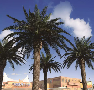 Mall bãi biển Ngoài trời trang trí sợi thủy tinh thân cây cọ cây nhân tạo cây ngày cây cọ để bán - Product Image 4