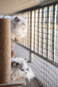 <span class=keywords><strong>Filet</strong></span> <span class=keywords><strong>de</strong></span> sécurité <span class=keywords><strong>pour</strong></span> <span class=keywords><strong>balcon</strong></span> <span class=keywords><strong>pour</strong></span> <span class=keywords><strong>chat</strong></span> en acier noir renforcé, vente chaude 2025 - Product Image 4