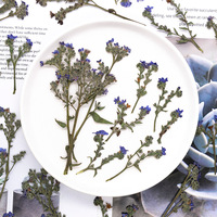 Rumput Bugloss Dengan Ranting Paket Campuran Seri Scrapbooking Resin Epoksi Tanaman Alami Ramah Lingkungan