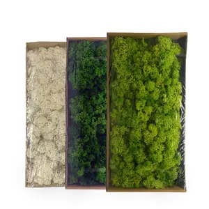 الزخرفية الطحالب الجافة الطبيعية الطازجة الطحلب الحقيقي الأبدية المجففة العشب DIY الزخرفية الحفاظ على الطحلب