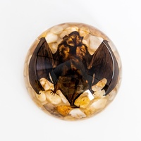 Cadeau artisanal personnalisé dôme en résine spécimens biologiques taxidermie fraîche préservée vrais spécimens de chauve-souris araignée décoration d'Halloween