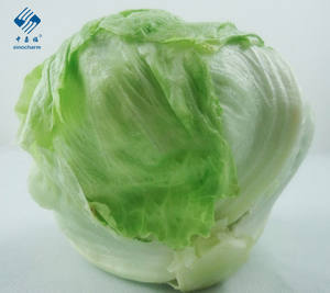 Laitue fraîche <span class=keywords><strong>de</strong></span> jardin pour l'exportation vers <span class=keywords><strong>Lotte</strong></span> - Product Image 1