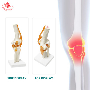 Modèle d'articulation du genou humain FRT029, modèle pédagogique en PVC avec ligaments, structure de l'articulation du genou et du rotule. - Product Image 1