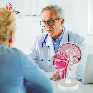 Modèle d'anatomie humaine Tête humaine avec système neurovasculaire et musculaire facial Modèle de crâne à demi-tête - Product Image 5