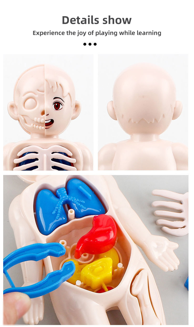 Kit Scientifico Educativo STEM per Bambini in Età Prescolare, Giocattolo Anatomico con Parti del Corpo Umano in Plastica