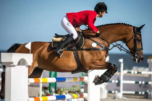 Terapi dokter hewan portabel, perawatan Arthritis pereda nyeri anjing kuda terapi tetar hewan peliharaan fisioterapi - Product Image 5