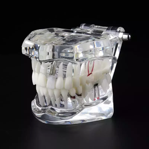 Modello dentale di alta vendita modello di anatomia dente dentale studio 32 denti modello di dimostrazione Standard per uso didattico - Product Image 3