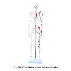 XC-101A Skelett mit Muskeln und Bändern, 180 cm groß - Product Image 5
