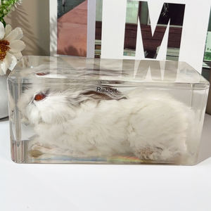 Produk laris perlengkapan pengajaran spesimen hewan kelinci Resin hewan asli untuk sekolah tinggi - Product Image 2