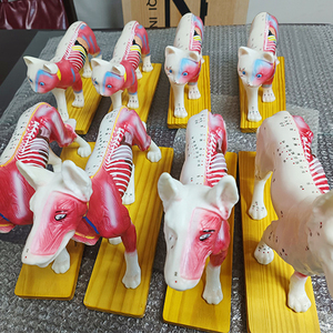 कैनाइन बॉडी एक्यूपंक्चर मॉडल Zm3018 कुत्ते शारीरिक मॉडल - Product Image 6