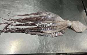 Buen <span class=keywords><strong>Precio</strong></span> Venta Caliente Producto Frozen Chile <span class=keywords><strong>Pulpo</strong></span> - Product Image 3