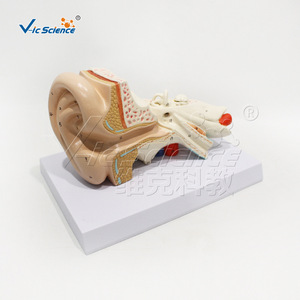 Modèle d'anatomie de l'oreille à grossissement 2x, modèle d'oreille médical pédagogique détachable en 4 parties - Product Image 1