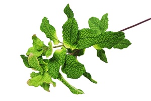 40CM Feuilles de Menthe Longues Artificielles de Haute Qualité Branches Soie Vraie Touche Verdure Menthe <span class=keywords><strong>Plante</strong></span> Artificielle Vente en Gros - Product Image 2