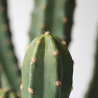 Cactus artificiel 95-254 cm, plante du désert artificielle, cactus en plastique vert en pot, pour décoration intérieure et extérieure