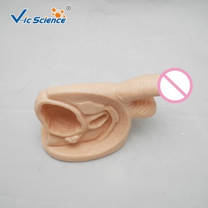 Órganos genitales masculinos de plástico avanzados para modelo de órgano médico anatómico para aprendizaje médico y estudiantes de medicina - Product Image 6