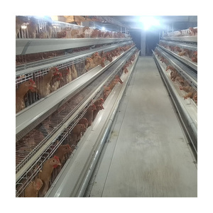 Cage à poules en plastique galvanisé à chaud, type antirouille, système automatisé, fermes avicoles, marque <span class=keywords><strong>TBB</strong></span>, disponible immédiatement - Product Image 3