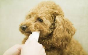 ชุดอุปกรณ์เสริมเปียกสำหรับดูแลช่องปากสุนัขสำหรับทำความสะอาดเปียก - Product Image 2