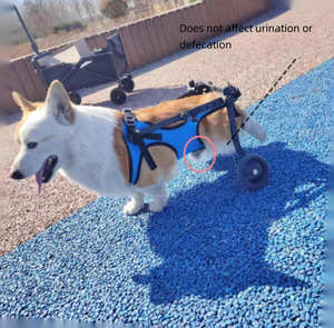 Silla de <span class=keywords><strong>Ruedas</strong></span> Ligera de Aluminio Anodizado Ecológica <span class=keywords><strong>para</strong></span> Perros con Correas Ajustables <span class=keywords><strong>para</strong></span> Mascotas Discapacitadas, Disponible en Todas las Estaciones, Tallas XS, S, M - Product Image 2