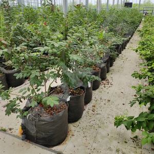 HOKBG Agrícola Venta al por mayor Granja al aire libre 45 50 60 200 galones Bolsa de maceta negra tejida PP grande Bolsa de cultivo de jardín para arándanos - Product Image 3