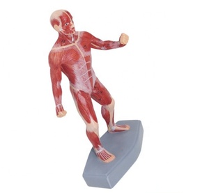 Modèle d'<span class=keywords><strong>anatomie</strong></span> <span class=keywords><strong>du</strong></span> <span class=keywords><strong>corps</strong></span> <span class=keywords><strong>humain</strong></span> enseignement médical modèle d'<span class=keywords><strong>anatomie</strong></span> musculaire <span class=keywords><strong>3D</strong></span> - Product Image 5