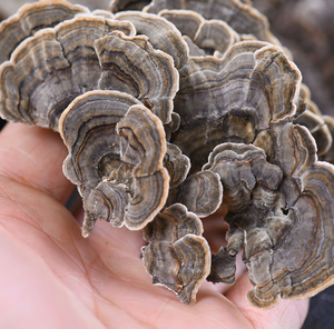 גבוהה באיכות יבש אורגני טורקיה זנב פטריות מיובש טורקיה זנב פטריות כל - Product Image 1