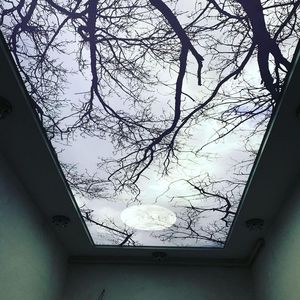 Decoración de Techo Extensible de PVC con Diseño de Gaviota Luminosa Volando en el Bosque, Novedad Personalizada, de Primera Categoría, Lista para Enviar - Product Image 1