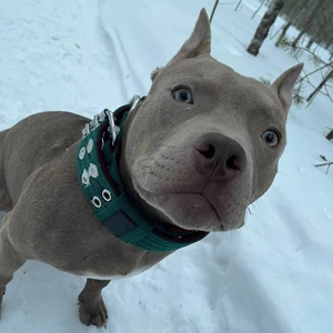 Opular-cuerda para perros grandes, color verde y negro - Product Image 5