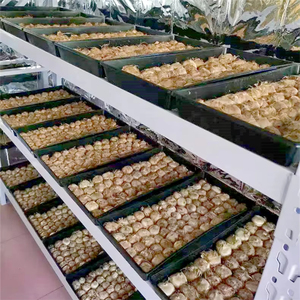 แฟลตสำหรับเพาะต้นกล้าต้นแบบในสวนถาดเพาะเมล็ดสำหรับปลูกในร่มและกลางแจ้ง - Product Image 6