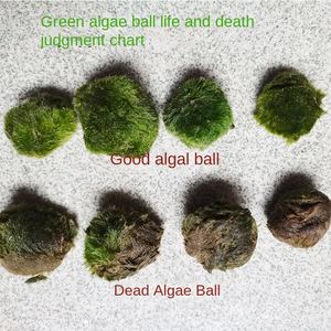 Chlorophyta Zeewier Bal Milieuvriendelijk Plastic Waterplanten Garnalenaquaria Beginnende Landschapsarchitectuur Gebruiken Negatief Water Accessoire - Product Image 4